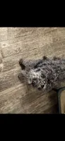 Max, a male Cavapoo for sale in Stillwater, MN – 6 of 6