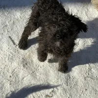 Max, a male Cavapoo for sale in Stillwater, MN – Photo 3 of 3