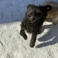 Max, a male Cavapoo for sale in Stillwater, MN – Photo 2 of 3