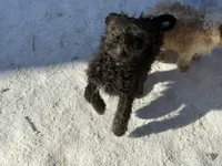 Max, a male Cavapoo for sale in Gilman, WI – Photo 2 of 3