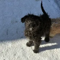 Max, a male Cavapoo for sale in Stillwater, MN – Photo 1 of 3