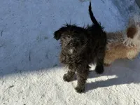 Max, a male Cavapoo for sale in Gilman, WI – Photo 1 of 3