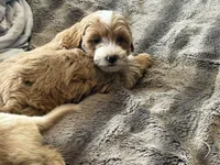 Taylor , a female Cavapoo and Poodle - Toy  for sale in Stillwater, MN – 5 of 5