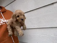 Carl , a male Miniature Goldendoodle for sale in Stillwater, MN – 2 of 3