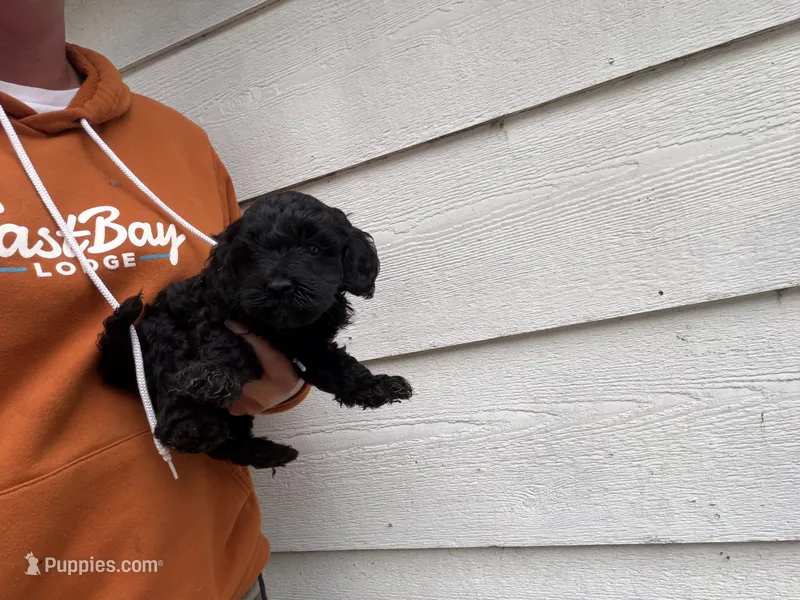 Norman  – Miniature Goldendoodle puppy for sale in Stillwater, MN
