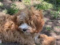 Maximus , a male Cavapoo for sale in Stillwater, MN – 3 of 3