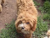 Maximus , a male Cavapoo for sale in Stillwater, MN – 1 of 4