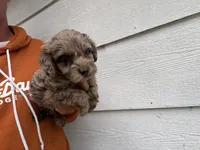 Chip, a male Miniature Goldendoodle for sale in Stillwater, MN – 3 of 4