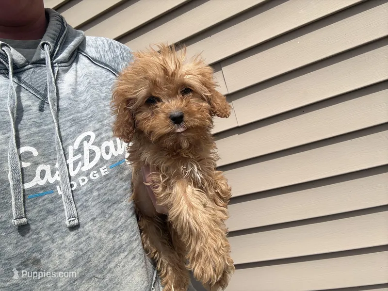 Mini – Cavapoo puppy for sale in Stillwater, MN