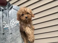 Mini, a female Cavapoo for sale in Stillwater, MN – Photo 1 of 3