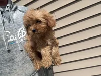 Mini, a female Cavapoo for sale in Stillwater, MN – Photo 3 of 3