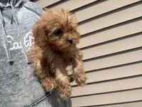 Mini, a female Cavapoo for sale in Stillwater, MN – Photo 2 of 3