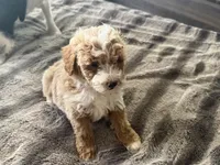 Tucker , a male Cavapoo and Poodle - Toy  for sale in Stillwater, MN – 2 of 4