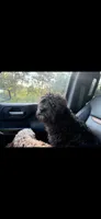 Max, a male Cavapoo for sale in Stillwater, MN – 5 of 6