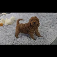 Ace , a male Miniature Goldendoodle for sale in Stillwater, MN – Photo 2 of 3