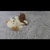 Ace , a male Miniature Goldendoodle for sale in Stillwater, MN – Photo 1 of 3