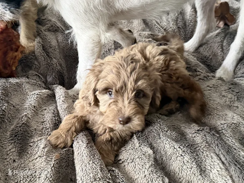 Chip – Miniature Goldendoodle puppy for sale in Stillwater, MN