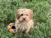 Winnie , a female Cavapoo for sale in Stillwater, MN – 3 of 5