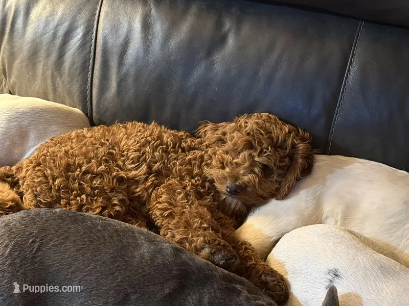 Luna  – Miniature Goldendoodle puppy for sale in Stillwater, MN