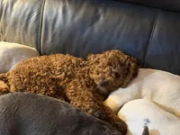 Luna , a female Miniature Goldendoodle for sale in Stillwater, MN – Photo 3 of 6