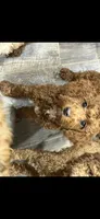 Luna , a female Miniature Goldendoodle for sale in Stillwater, MN – Photo 5 of 6