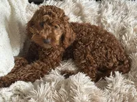 Luna , a female Miniature Goldendoodle for sale in Stillwater, MN – Photo 6 of 6
