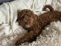 Luna , a female Miniature Goldendoodle for sale in Stillwater, MN – Photo 2 of 6