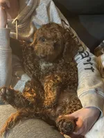 Luna , a female Miniature Goldendoodle for sale in Stillwater, MN – Photo 4 of 6