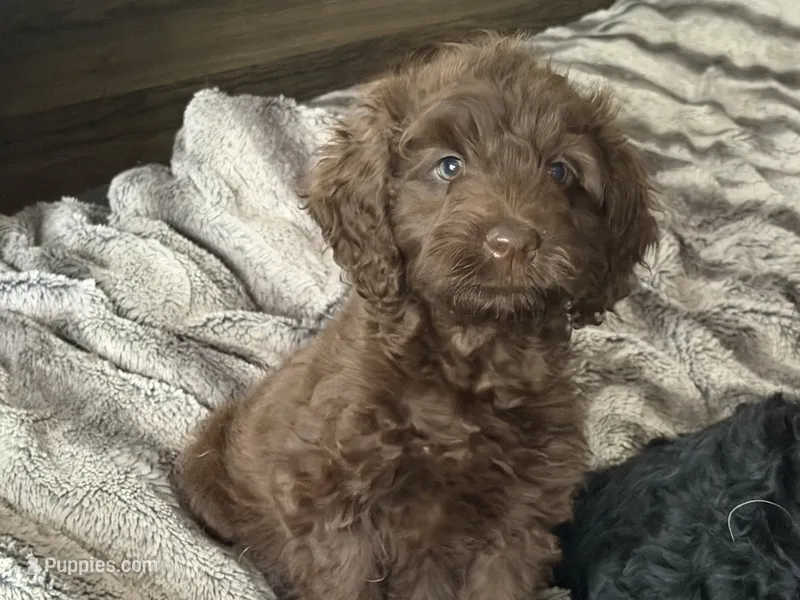  Jackson  – Miniature Goldendoodle puppy for sale in Stillwater, MN