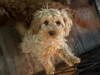 Winnie , a female Cavapoo for sale in Stillwater, MN – 4 of 5