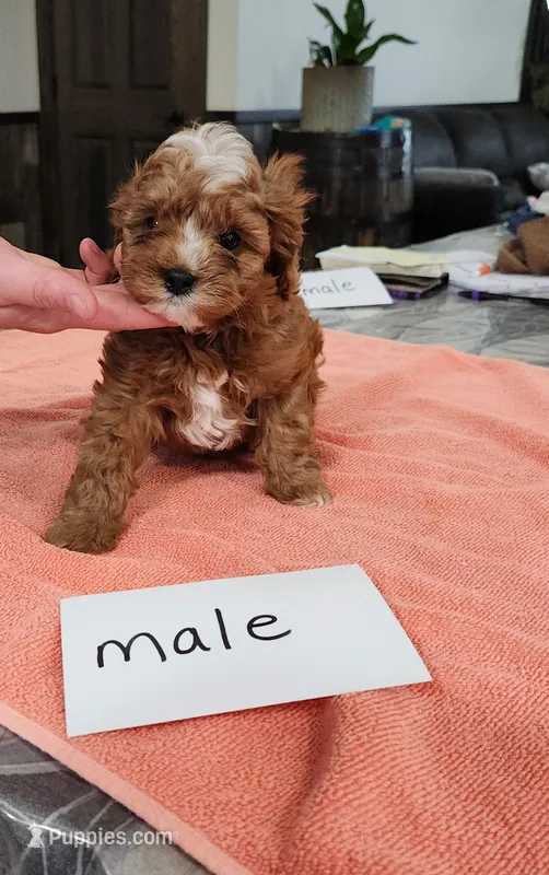 Mavis  – Cavapoo puppy for sale in Stillwater, MN