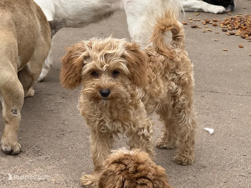 Winnie  – Cavapoo puppy for sale in Stillwater, MN