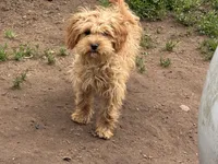 Winnie , a female Cavapoo for sale in Stillwater, MN – 2 of 5