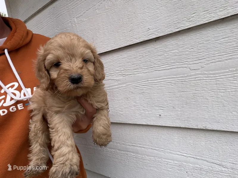 Carl  – Miniature Goldendoodle puppy for sale in Stillwater, MN