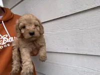 Carl , a male Miniature Goldendoodle for sale in Stillwater, MN – 1 of 3