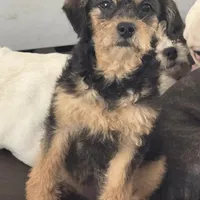 Mika , a female Cavapoo and Poodle - Miniature  for sale in Stillwater, MN – Photo 2 of 2