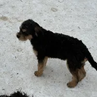 Mika , a female Cavapoo and Poodle - Miniature  for sale in Stillwater, MN – Photo 1 of 2