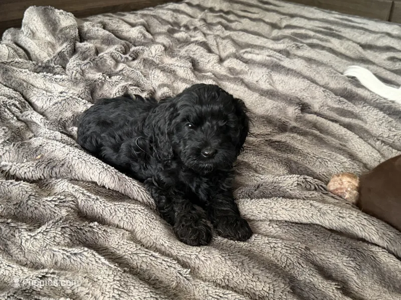 Norman  – Miniature Goldendoodle puppy for sale in Stillwater, MN