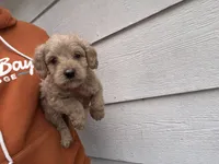 Ali, a female Miniature Goldendoodle for sale in Stillwater, MN – 2 of 3