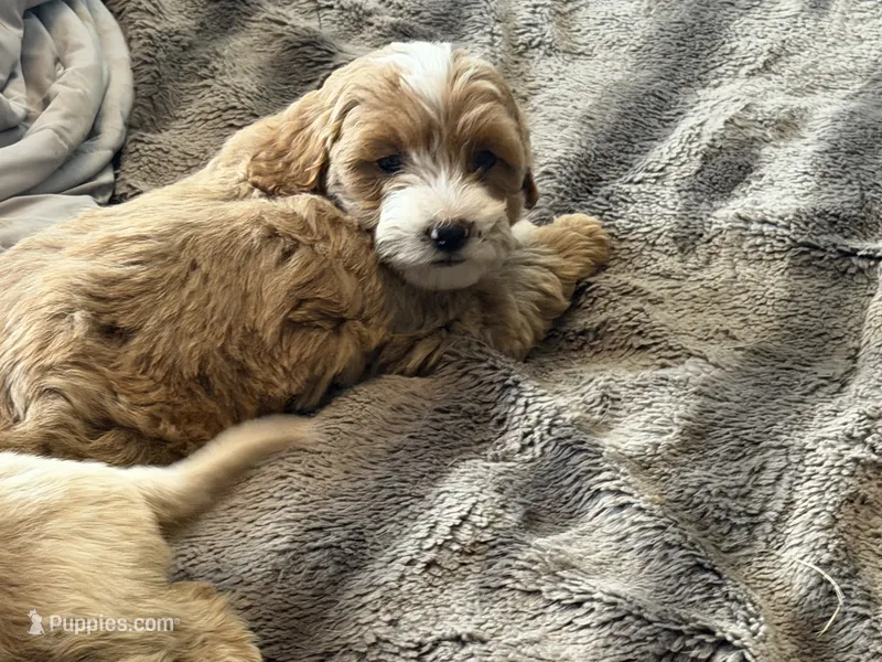 Taylor  – Cavapoo, Poodle - Toy  puppy for sale in Stillwater, MN