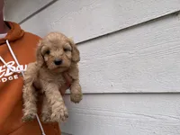 Carl , a male Miniature Goldendoodle for sale in Stillwater, MN – 3 of 3