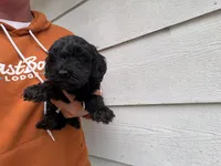Norman , a male Miniature Goldendoodle for sale in Stillwater, MN – 3 of 3