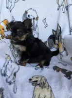 Rex, a male Mini Yorkshire Aussie for sale in Copan, OK – 3 of 3