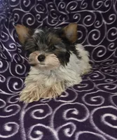 Felix, a male Yorkshire Terrier for sale in Copan, OK – Photo 2 of 2