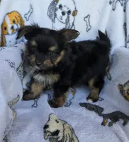 Rex, a male Mini Yorkshire Aussie for sale in Copan, OK – 2 of 3