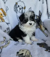 Missy, a female Mini Yorkshire Aussie for sale in Copan, OK – 2 of 3