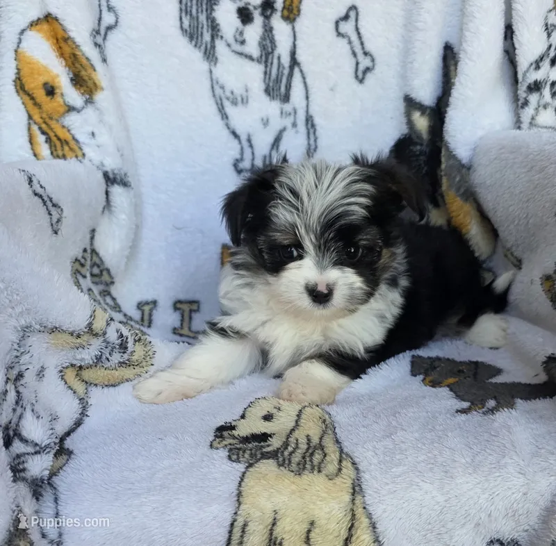 Missy – Mini Yorkshire Aussie puppy for sale in Copan, OK