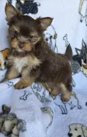 Hershey, a male Mini Yorkshire Aussie for sale in Copan, OK – 2 of 3