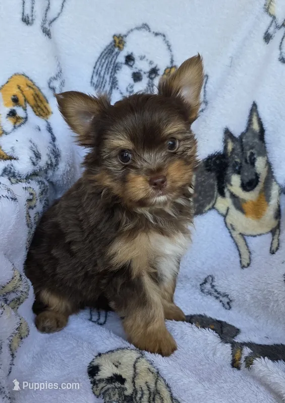 Hershey – Mini Yorkshire Aussie puppy for sale in Copan, OK