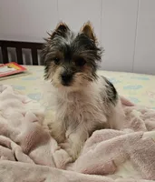 Ronan, a male Yorkshire Terrier for sale in Copan, OK – Photo 1 of 3